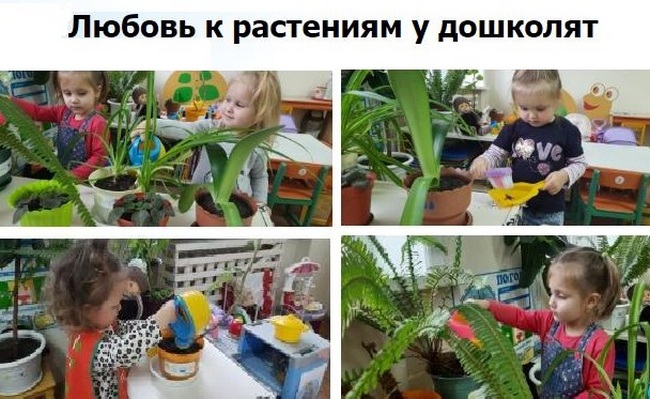 Любовь к растениям у дошколят