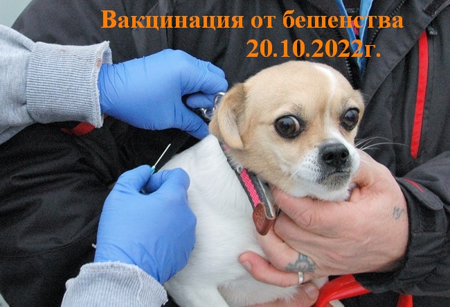 20 октября будет проводиться вакцинация домашних животных от бешенства