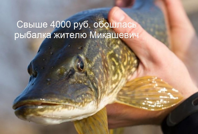 Свыше 4000 руб. обошлась рыбалка жителю Микашевич