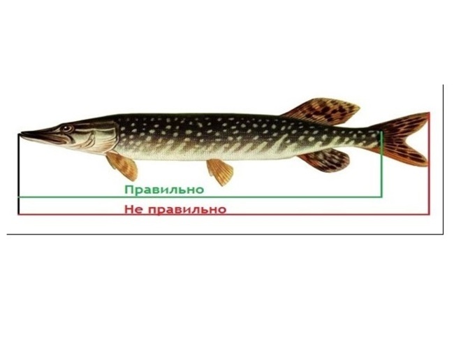 Как измерить длину рыбы?